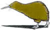 kiwibird